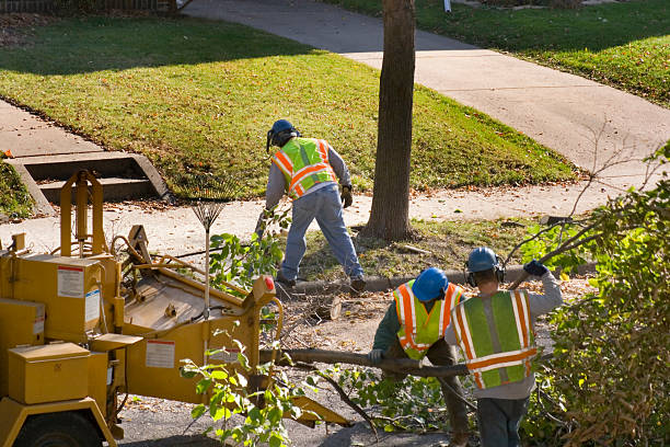 How Our Tree Care Process Works  in New Cordell, OK